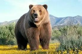 与熊亲缘关系最近的是狗，熊能够躺在一个地方睡上一个月而不挪窝图片