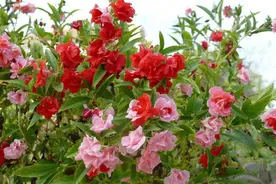 童年回忆之凤仙花染指甲，玩儿过的小伙伴来举个手图片