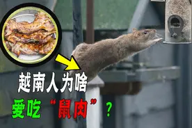 躲过了中国人的筷子，却没避开越南人炭烤？越南人为啥爱吃鼠肉？图片