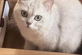 猫咪四种常见病及治疗用药分享图片