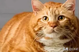 十只橘猫九个胖，还有一只压塌炕图片