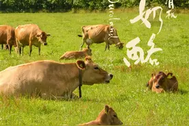 正谷Ouroland有机奶酪|浸润着日德兰半岛风土，丝丝迷人回味.....图片
