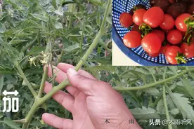 番茄不宜与什么种植在一起，你知道吗？与黄瓜可以种在一起吗？图片