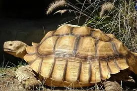 2012年男子山中捡到乌龟，7年后养到60斤时，发现乌龟身份不简单图片