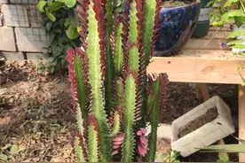 龙骨夏季黄叶烂根？做好“4点”，就能“飞速”生长，叶子油绿图片