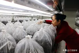 东莞往事：我在万人玩具厂打工，目睹年轻大嫂的命运沉浮图片