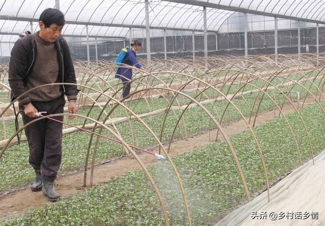 种菜养花学会用红糖自制生根剂，生根壮苗又增产，想学吗