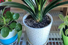 君子兰高温开花怎么办？牢记“2件事”，开品好，还能长1-2叶子图片