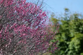 【图集】美翻了！贵阳冬日“繁花”盛开！图片