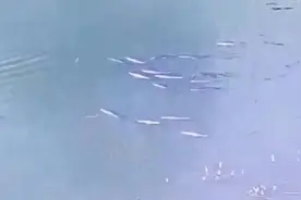 长江万州段凭肉眼可见大量鱼群图片