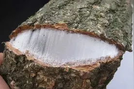 农家人种植一种树木，树皮内含有稀罕的“银丝”，如今卖一斤15元图片