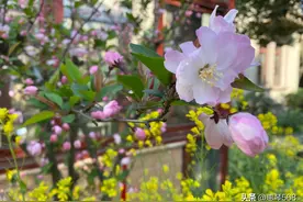 醉美私家花园图片