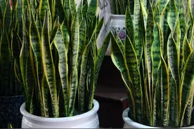 虎皮兰灌点“大补汤”，叶片猛爆盆，小崽呼呼长，开花美又香！图片