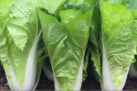 秋白菜什么时候种植？如何种植出苗快、包心好？老农种植经验分享图片