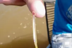 巴西惊现“吸血鬼鱼”！攻击人的隐私部位，将寄主吸食干净才离开图片