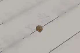 鼻子上挤出超大黑头是什么体验？图片