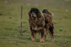 东方神犬藏獒，从千万一条到被遗弃，谁操控了它跌宕起伏的命运？图片