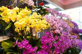 闵行这两个花卉市场，涵盖高端、平价产品，快去逛逛吧！图片