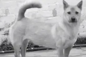 中华田园犬之光-初代军犬板凳犬图片