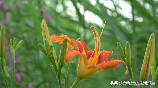 踏春必备“百草图”之三，身边那些有价值的野草，你能认识几种？