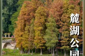当野餐遇上冬日浪漫！一起到广州这些公园踏青去图片