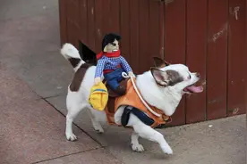 八国联军里的日本军队为什么骑着“狗”作战？图片