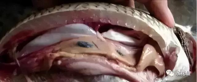 简析疑难杂症——鱼类败血症的防控：难治的集多症状于一身的鱼病