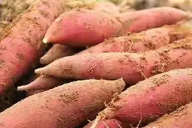 不用农药也能种出没有虫眼的红薯，不知道咋做我就告诉你图片