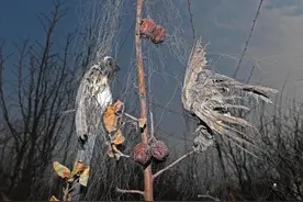 北京果农架网防鸟被判刑3年，究竟捕了什么鸟？果农损失谁负责？图片