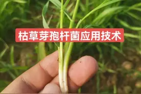 枯草芽孢杆菌是农业种植好帮手，防病、改土又增效，你会用吗？图片