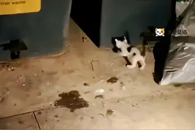 小奶猫在垃圾桶旁等妈妈，却被一群人类调戏，还好小哥见义勇为图片