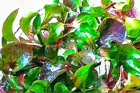 集赏食多用的新型疏菜图片