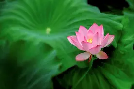 手机摄影后期修图、调色实用技巧108招（视频教学版）图片