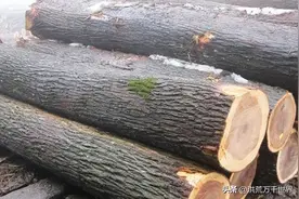 榆木是什么木材图片