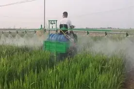 小麦“一喷三防”最佳时间及有关用药问题图片