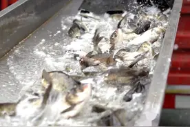 581吨鱼苗将投入密云水库！密云水库是饮用水源地，为何要养鱼？图片