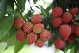 荔枝、芒果、莲雾...金山热带水果迎来上市期，你尝过了吗？图片