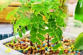 酸角种植记图片