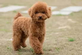 狗狗喜欢抱人腿是什么意思？图片