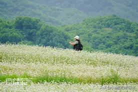 西安初夏去哪玩？经典一日游路线超推荐！赏花、拍照、逛博物馆图片