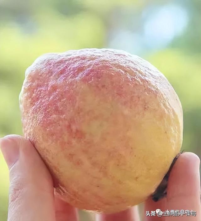 小众水果芭乐，又被茶饮店们带火了，最全芭乐说明书