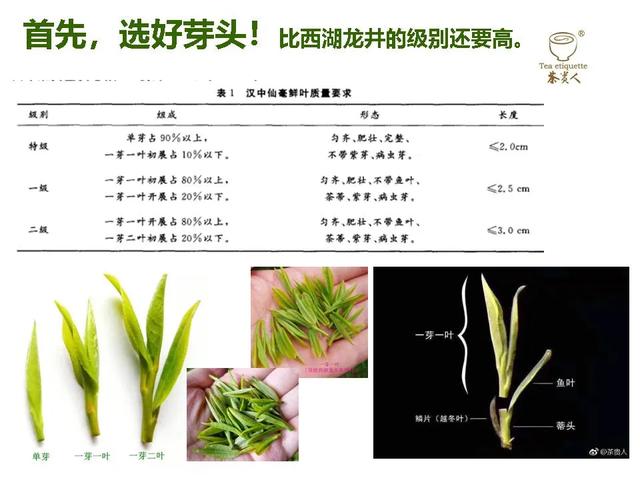 汉中仙毫好不好(汉中仙毫有名吗)