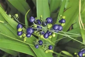 这野果酷似蓝莓却浑身是毒 温州一岁男童误食急送医图片
