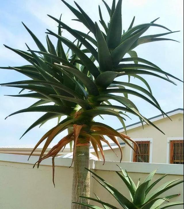 什么花出胶 2025年请问什么花