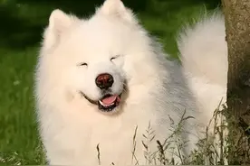 萨摩耶犬的缺点与优点，养之前要考虑清楚图片