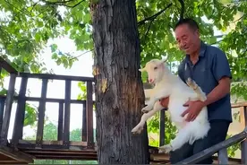 50斤的羊，49斤反骨，它是全网最欠揍的小羊图片