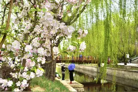海棠映花溪！京城最大海棠林已到最美时图片