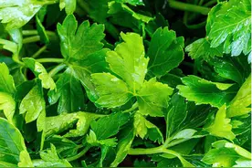 “心脏不好，活不久”！常吃这“护心菜”，保护心肺，长命百岁图片