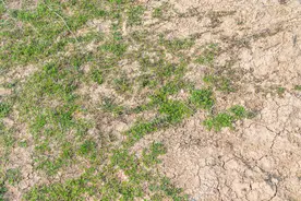 土地被征收后闲置，老百姓还能再耕种吗？图片