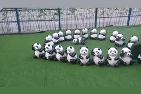 大熊猫嘤嘤嘤太萌了！两只熊猫宝宝用熊语聊上了！图片